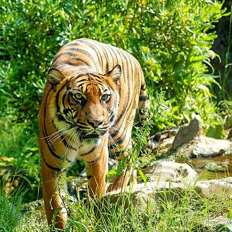 Bandhavgarh