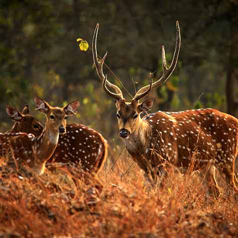 Kanha